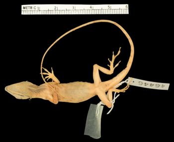 Media type: image;   Herpetology R-46446 Aspect: ventral